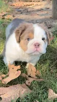 Poppy, a female English Bulldog for sale in West Plains, MO – Photo 1 of 4