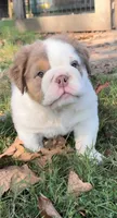 Poppy, a female English Bulldog for sale in West Plains, MO – Photo 2 of 4