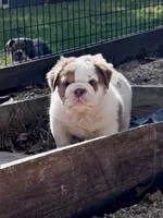 Poppy, a female English Bulldog for sale in West Plains, MO – Photo 4 of 4