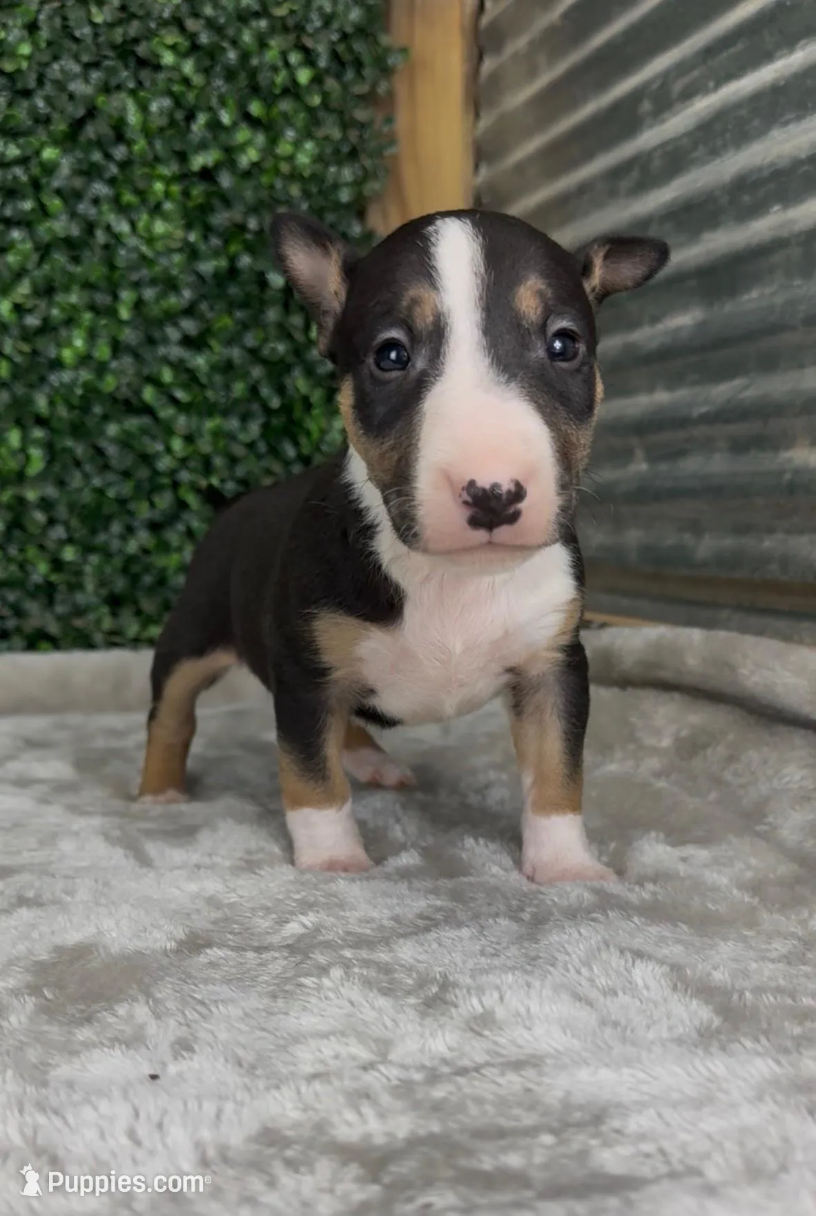 Oscar – Bull Terrier puppy for sale in West Plains, MO