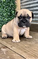 Bear Cub, a male English Bulldog for sale in West Plains, MO – Photo 3 of 4