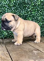 Bear Cub, a male English Bulldog for sale in West Plains, MO – Photo 4 of 4