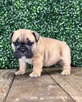 Bear Cub, a male English Bulldog for sale in West Plains, MO – Photo 2 of 4