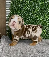 Murphy, a male English Bulldog for sale in West Plains, MO – 3 of 6