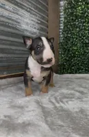 Bruno , a male Bull Terrier for sale in West Plains, MO – Photo 4 of 5