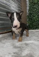 Bruno , a male Bull Terrier for sale in West Plains, MO – Photo 1 of 5