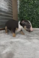 Bruno , a male Bull Terrier for sale in West Plains, MO – Photo 2 of 5