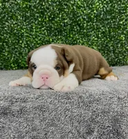 Moose, a male English Bulldog for sale in West Plains, MO – 5 of 6