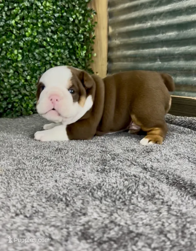 Moose – English Bulldog puppy for sale in West Plains, MO