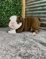 Moose, a male English Bulldog for sale in West Plains, MO – 1 of 6