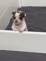 Peanut, a female English Bulldog for sale in West Plains, MO – 5 of 5