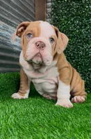Lucas, a male English Bulldog for sale in West Plains, MO – Photo 2 of 7