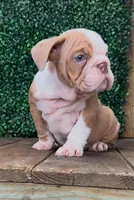 Lucas, a male English Bulldog for sale in West Plains, MO – Photo 6 of 7