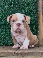 Lucas, a male English Bulldog for sale in West Plains, MO – Photo 4 of 7