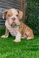 Lucas, a male English Bulldog for sale in West Plains, MO – Photo 1 of 7