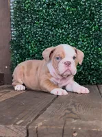 Lucas, a male English Bulldog for sale in West Plains, MO – Photo 3 of 7