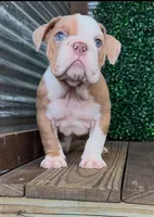Lucas, a male English Bulldog for sale in West Plains, MO – Photo 7 of 7