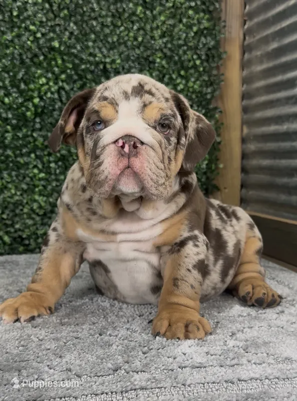 Murphy – English Bulldog puppy for sale in West Plains, MO
