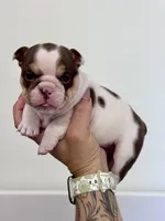 Peanut, a female English Bulldog for sale in West Plains, MO – 1 of 5
