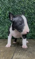 Patch, a male Bull Terrier for sale in West Plains, MO – 3 of 4