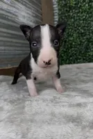 Patch, a male Bull Terrier for sale in West Plains, MO – Photo 4 of 4