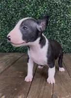 Patch, a male Bull Terrier for sale in West Plains, MO – 4 of 4