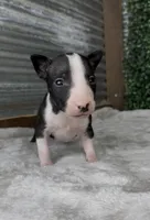 Patch, a male Bull Terrier for sale in West Plains, MO – Photo 2 of 4