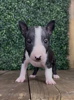 Patch, a male Bull Terrier for sale in West Plains, MO – 2 of 4