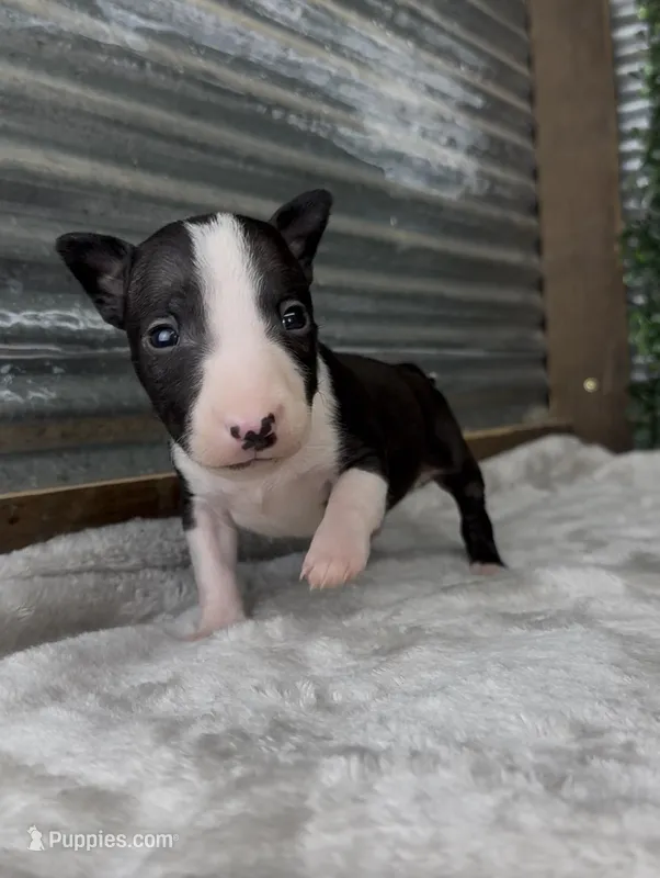 Patch – Bull Terrier puppy for sale in West Plains, MO