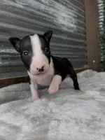 Patch, a male Bull Terrier for sale in West Plains, MO – Photo 1 of 4