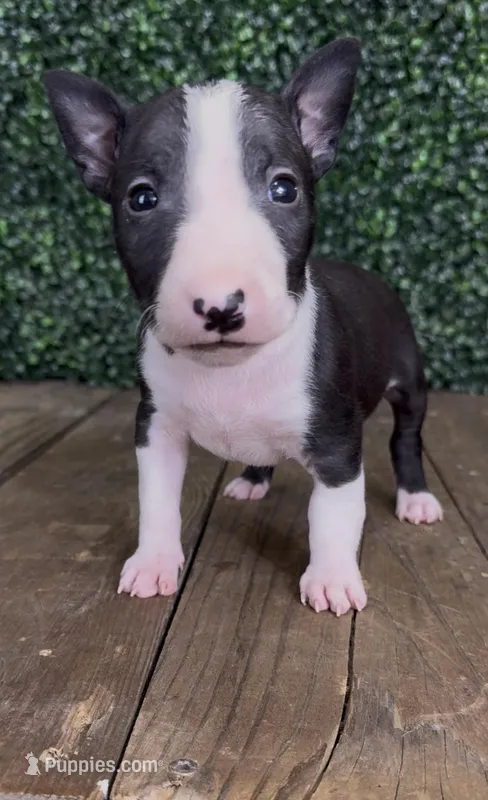 Patch – Bull Terrier puppy for sale in West Plains, MO