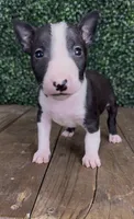 Patch, a male Bull Terrier for sale in West Plains, MO – 1 of 4