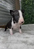 Patch, a male Bull Terrier for sale in West Plains, MO – Photo 3 of 4