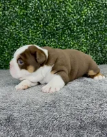 Moose, a male English Bulldog for sale in West Plains, MO – 3 of 6