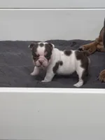 Peanut, a female English Bulldog for sale in West Plains, MO – 3 of 5