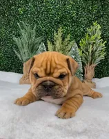 Leroy, a male English Bulldog for sale in West Plains, MO – Photo 1 of 5