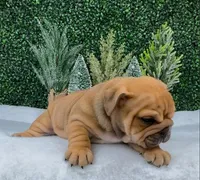 Leroy, a male English Bulldog for sale in West Plains, MO – Photo 2 of 5