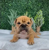 Leroy, a male English Bulldog for sale in West Plains, MO – Photo 3 of 5