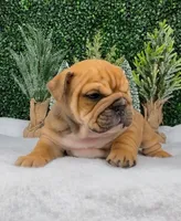 Leroy, a male English Bulldog for sale in West Plains, MO – Photo 4 of 5