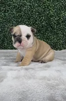 Angus, a male English Bulldog for sale in West Plains, MO – Photo 5 of 5