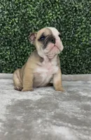 Angus, a male English Bulldog for sale in West Plains, MO – Photo 2 of 5