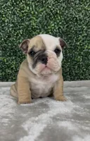 Angus, a male English Bulldog for sale in West Plains, MO – Photo 4 of 5