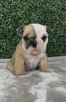 Angus, a male English Bulldog for sale in West Plains, MO – Photo 1 of 5