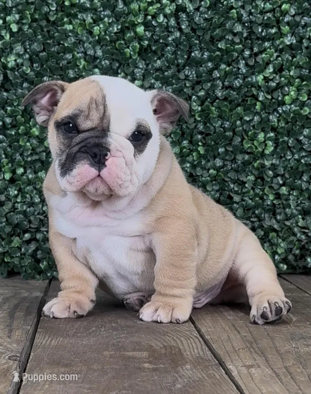 Angus – English Bulldog puppy for sale in West Plains, MO