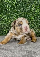 Murphy, a male English Bulldog for sale in West Plains, MO – 6 of 6