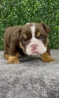 CoCo, a female English Bulldog for sale in West Plains, MO – 2 of 4