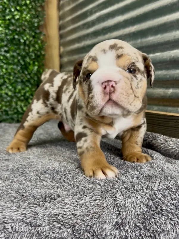 Murphy – English Bulldog puppy for sale in West Plains, MO