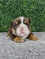 CoCo, a female English Bulldog for sale in West Plains, MO – 4 of 4