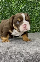 CoCo, a female English Bulldog for sale in West Plains, MO – 3 of 4