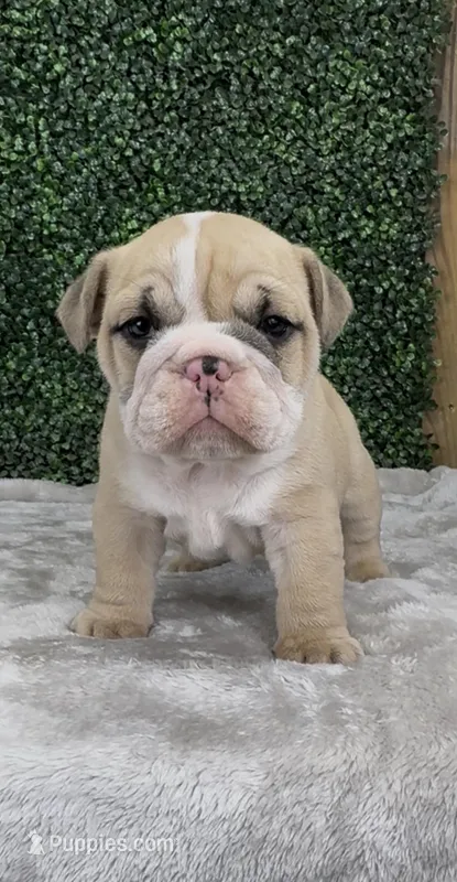 Axel – English Bulldog puppy for sale in West Plains, MO